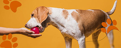 Walking and Toys for Pets