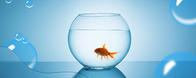 Fish Tanks (Aquariums)