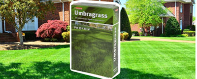 Grass Seeds