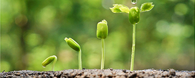 Plant and Flower Seeds