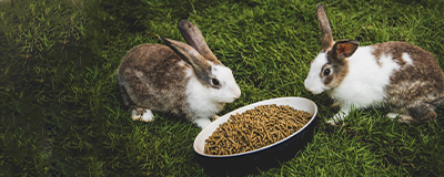 Other Pet Food