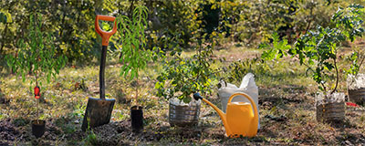 Fruit Seed kernel and Core seedlings