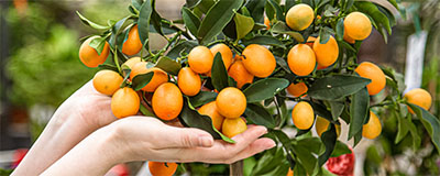Fruit Tree