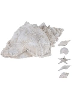 Dekorues deti, Guackë, poliston, e bardhë