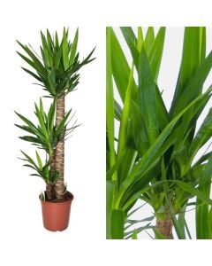 Yucca 3 plants/pot  v24 h 130