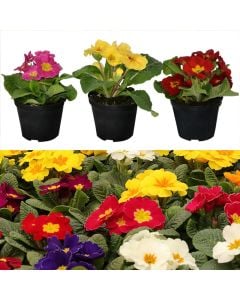 Primula v 10