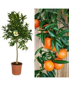 Fidan mandarine v.26 h.195
