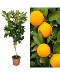 Fidan limon v.26 h.195
