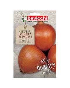 Vegetable seeds, onion dorata di parna