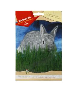 Grass seeds, rodents grass