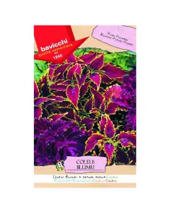 Farë lule, coleus