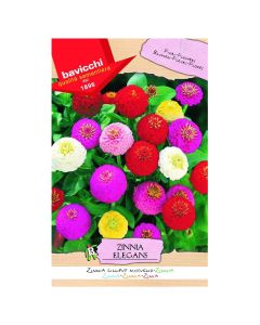 Farë lule, zinnia