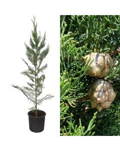 Selvi, cupressus sempervirens v.24 h.120-140