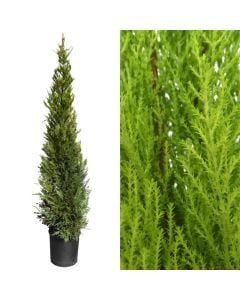 Cupressus goldcrest v.33 h.180