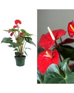 Anthurium mix v.17 h.50-65