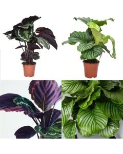 Calathea mix v.17 h.55-70