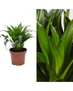 Dracaena compacta v.12 h.27