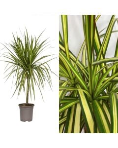 Dracaena marginata 1 plant v.17 h.70-90