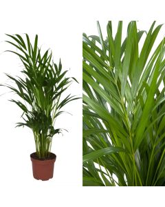 Dypsis lutescens, areca v.17 h.55-75
