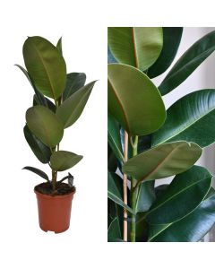 Ficus elastica v.17 h.50-75