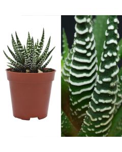 Haworthia fasciata big band v.8 h.13