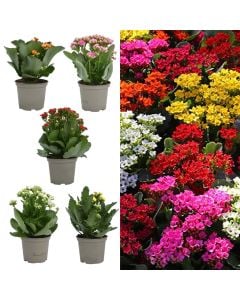 Kalanchoe v.12 h.25