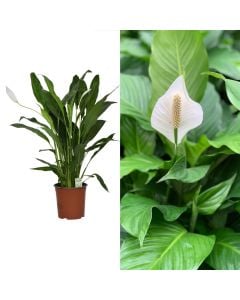 Spathiphyllum v.17 h.60-75