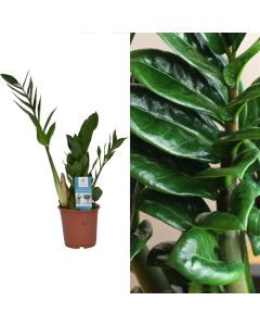 Zamioculcas v.14 h.40-60