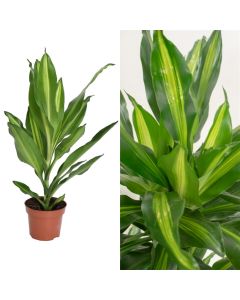 Dracaena cintho v.12 h.45