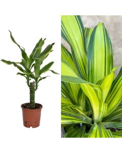 Dracaena golden coast v.11 h.35-45