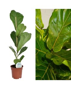 Ficus lyrata v.17 h.80-90