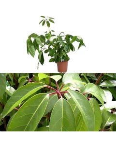 Schefflera amate v.19 h.75