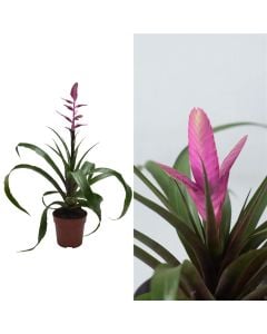Tillandsia mix v.12 h.50