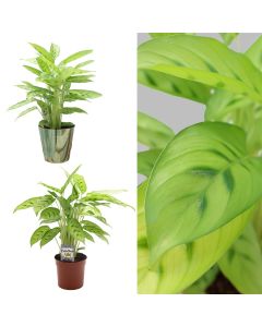 Calathea mix v.13 h.35-50