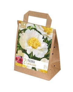 Bulba shumëvjeçare, paeonia lactiflora jan van leeuwen, 2 copë/pako