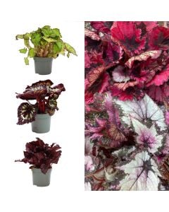 Begonia beleaf mix v.12 h.25