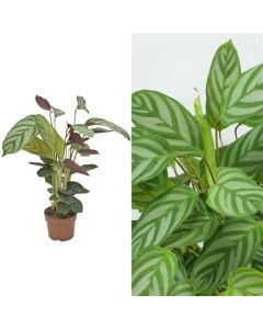 Ctenanthe setosa v.12 h.40