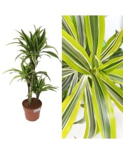Dracaena lemon lime 3 plant v.21 h.110