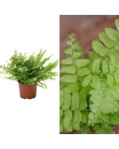 Nephrolepis v.12 h.20