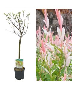 Salix integra hakuro nishiki v.14 h.70
