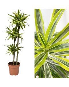 Dracaena lemon lime 3 plant v.24 h.150