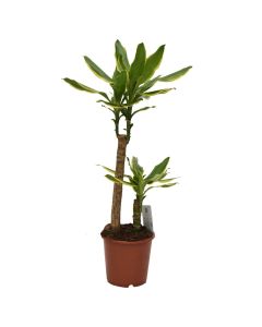 Dracaena steudneri v.17 h.75