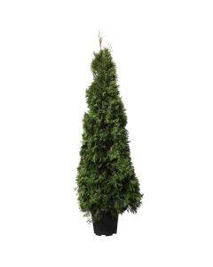 Thuja smaragd v.21 h.80-100