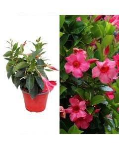 Dipladenia, mandevilla v.14