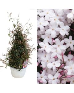 Jasminum polyanthum v.17