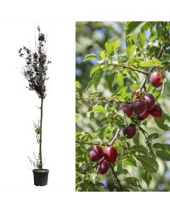 Kumbull e kuqe, prunus cerasifera pissardii v.45 h.300