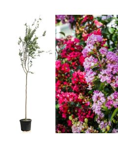 Lagerstroemia indica v.50 h.350