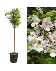 Catalpa v.25 h.150