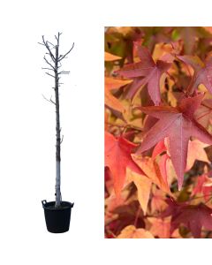 Liquidambar v.33 h.300 cm