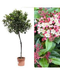 Viburnum tinus v.22